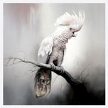 Lonely Cockatoo