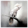 Lonely Cockatoo