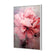 Peonies 2