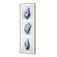 Watercolour Shell Montage