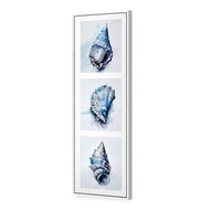 Watercolour Shell Montage
