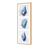 Watercolour Shell Montage