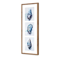 Watercolour Shell Montage